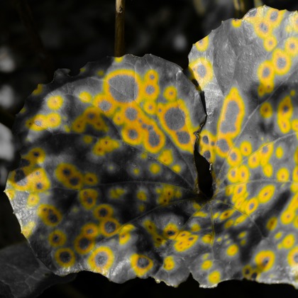 KotobukiPhotosが撮影した「:albumName」の写真