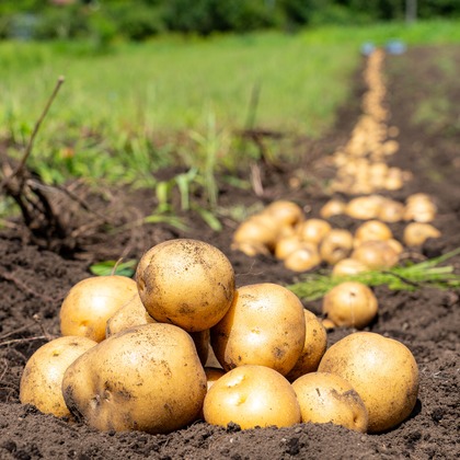石橋宙大が撮影したウェディングや家族、ビジネスの写真