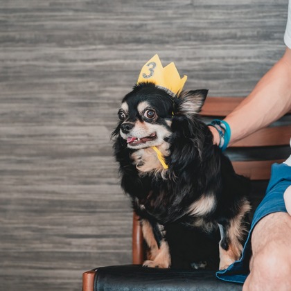 Tajimaが撮影した「ペット」の写真