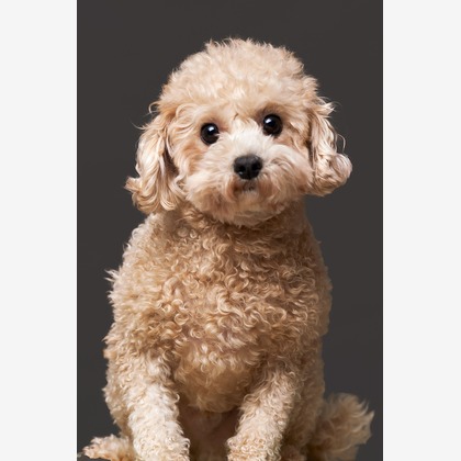 森田寫眞館が撮影した「ペット」の写真