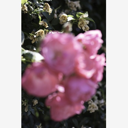 内山慎也が撮影した商品/物撮りの写真