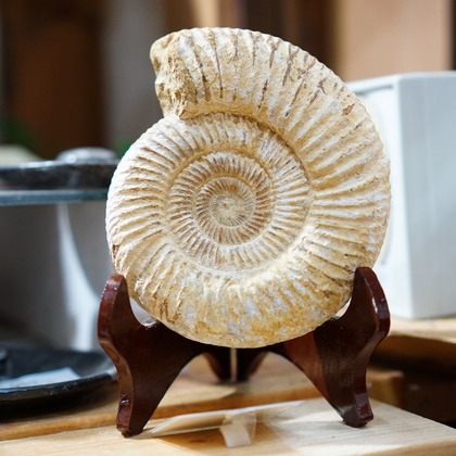 出張撮影のメモリーズが撮影した「:albumName」の写真