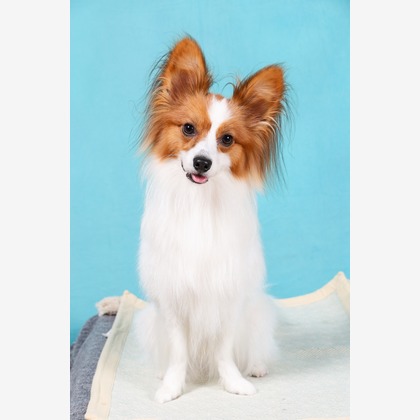 WithshopJapanが撮影した「ペット撮影」の写真