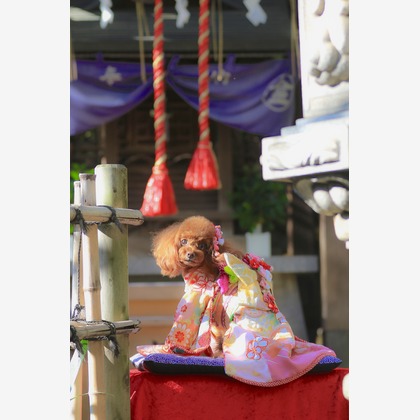 高橋 透（Coo&Sea STUDIO代表）が出張撮影した「七五三出張撮影＠東京」の家族写真