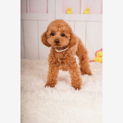 スタジオ　まるが撮影した「:albumName」の写真