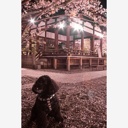 スマイルグローバルフォトが撮影したその他の写真