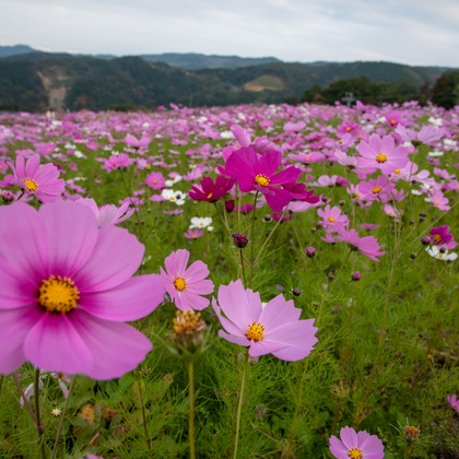 藤井が撮影したイベント/スナップ撮影の写真