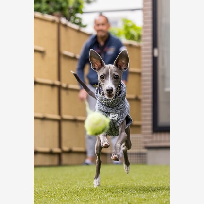 猫田晃広が撮影した「わんちゃん撮影」の写真