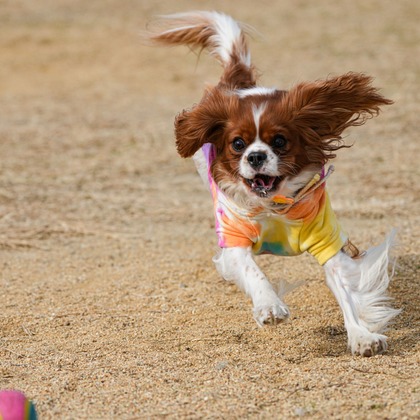 河野慈圓が撮影した「:albumName」の写真
