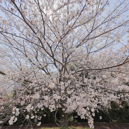 白石隆一郎が撮影したイベント/スナップ撮影の写真