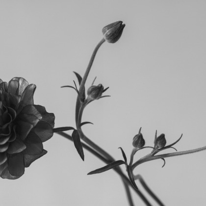 NOJYO高木俊幸写真事務所が撮影した「:albumName」の写真