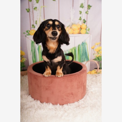 スタジオ　まるが撮影した「:albumName」の写真