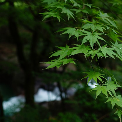 細部　歩が撮影したウェディングや家族、ビジネスの写真