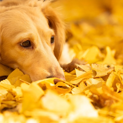 梅田　紫邑が撮影したその他の写真