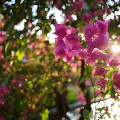 難波卓美が撮影したイベント/スナップ撮影の写真