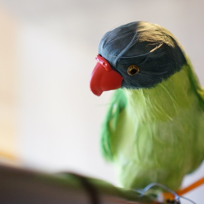 出張撮影のメモリーズが撮影した「:albumName」の写真