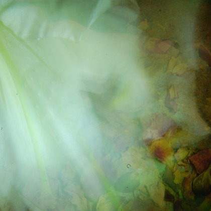 baysidecoyoteが撮影したその他/イベント/スナップ撮影の写真