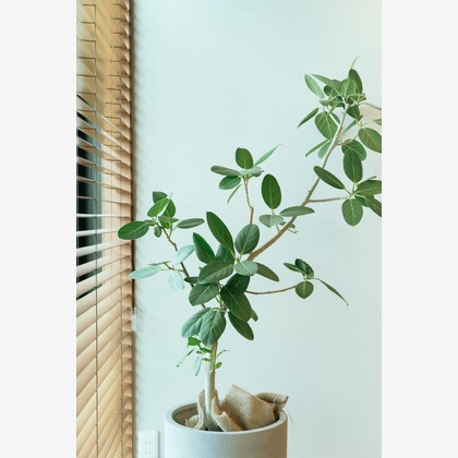 Aurora Photographyが撮影した「:albumName」の写真