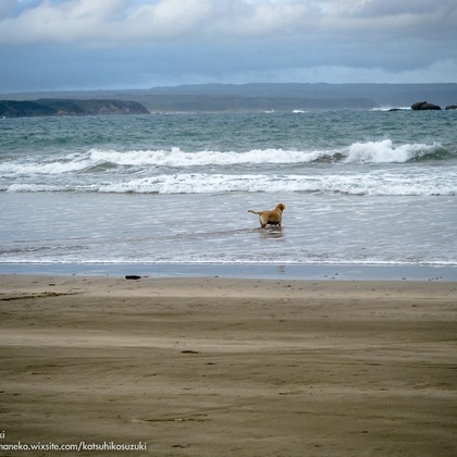 Katsuhiko Suzukiが撮影した「Portfolio」の写真
