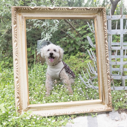 ミヤタカズコが撮影した「:albumName」の写真