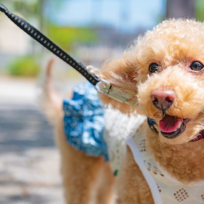 高木勇斗が撮影したイベント/スナップ撮影の写真