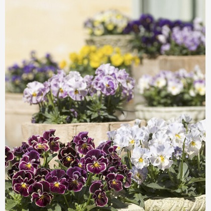 有限会社　澤田スタジオが撮影した「:albumName」の写真