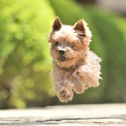 大熊和輝が撮影したウェディングや家族、ビジネスの写真