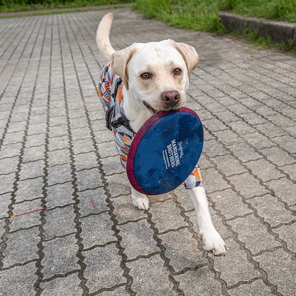 吉田佳央が撮影した「DOG SHOOTING」の写真