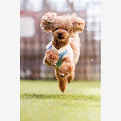 猫田晃広が撮影したその他の写真