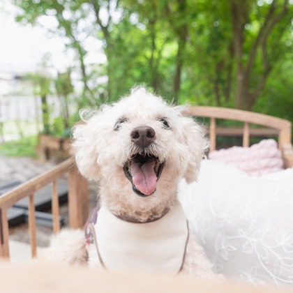 ミヤタカズコが撮影した「:albumName」の写真