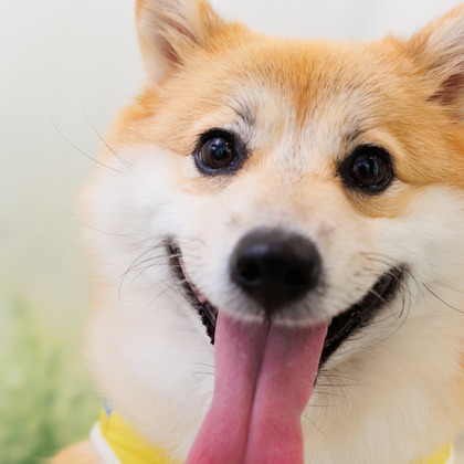 世登理恵が撮影したウェディングや家族、ビジネスの写真