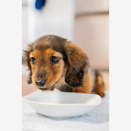 Yphotoが撮影したウェディングや家族、ビジネスの写真