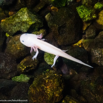 Katsuhiko Suzukiが撮影した「:albumName」の写真