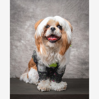 福田博之が撮影した「ペット撮影」の写真