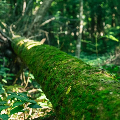 Aya Petite Photographyが撮影した「:albumName」の写真