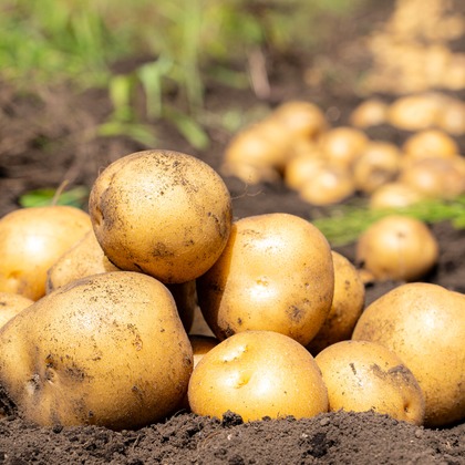 石橋宙大が撮影したウェディングや家族、ビジネスの写真