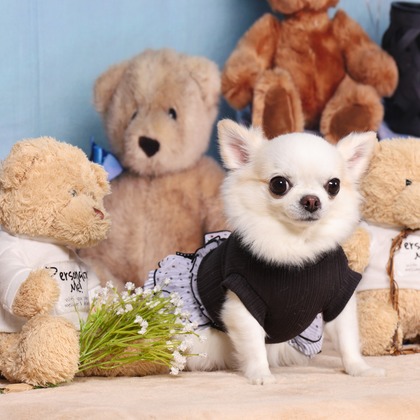 WithshopJapanが撮影した「ペット撮影」の写真