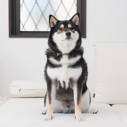 高夏写真店が出張撮影した「家族写真の撮影」の家族写真