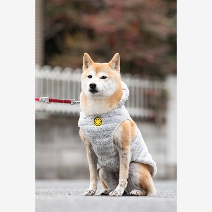 インスタントソイ合同会社　井上泰徳が撮影したウェディングや家族、ビジネスの写真