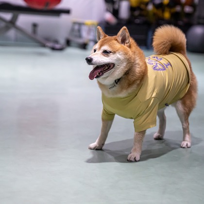 吉田佳央が撮影した「DOG SHOOTING」の写真