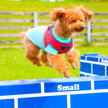 大森光太郎・K-PHOTOが出張撮影した犬の敏捷性, 犬の供給, 子鹿などが写った「ペット撮影」の家族写真