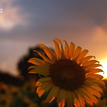 しゅうへいが撮影した「」の写真