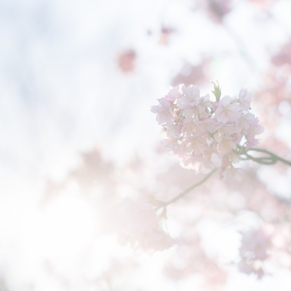 U-CONCENT (香川裕貴)が撮影したウェディングや家族、ビジネスの写真