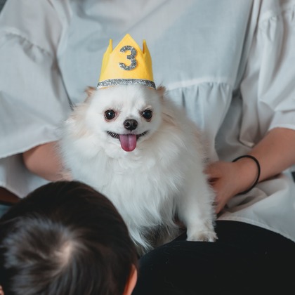 Tajimaが撮影した「ペット」の写真