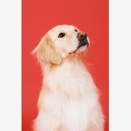 森田寫眞館が撮影した「:albumName」の写真