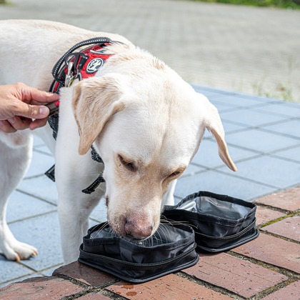 吉田佳央が撮影した「DOG SHOOTING」の写真