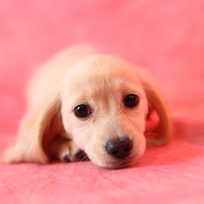 管野　利が撮影した「ワンちゃん」の写真