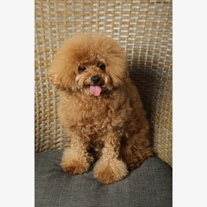 O.C.Photo.Studioが撮影したウェディングや家族、ビジネスの写真