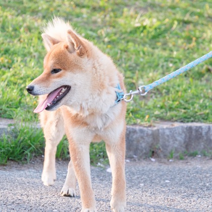 高夏写真店が撮影した家族写真の出張撮影の写真