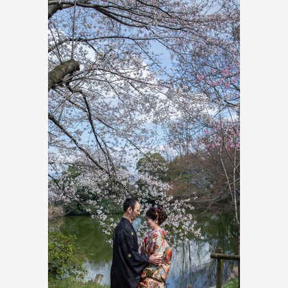 Photo of Kyoto　Prewedding photo with cherryblossom taken by saruco(Hisashi Iwasaki)